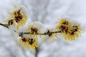 Sonbahar ve Kış Aylarında Çiçek Açan 10 Bitki cadı fındığı