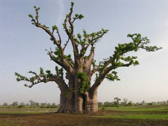Hayat Ağacı 'Baobab'