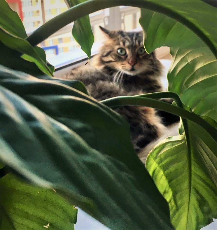 Kediler için zararlı bitkiler