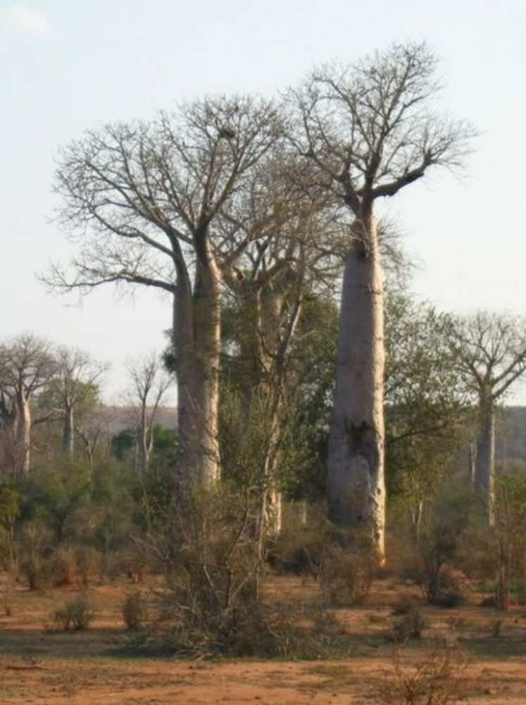Hayat Ağacı 'Baobab'