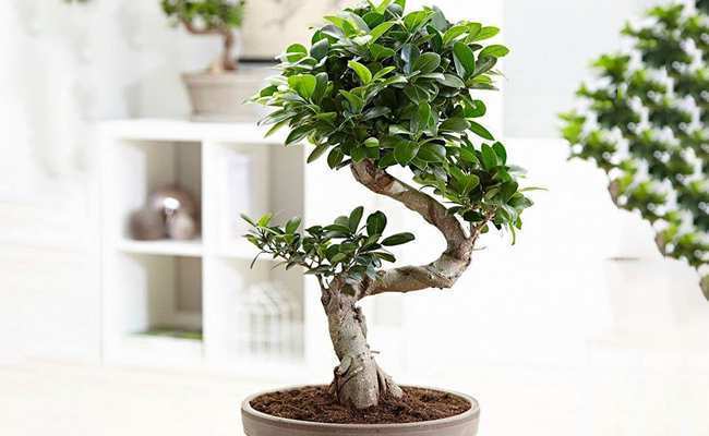 Ficus ginseng bonsai bitkisi
