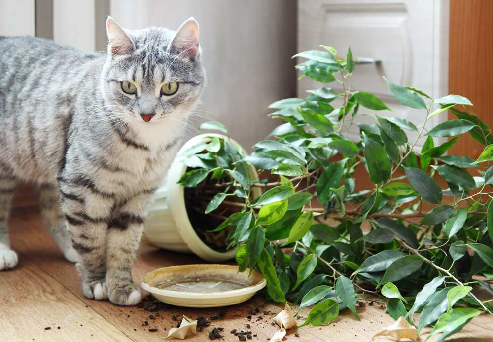 kedilere zararlı bitkiler