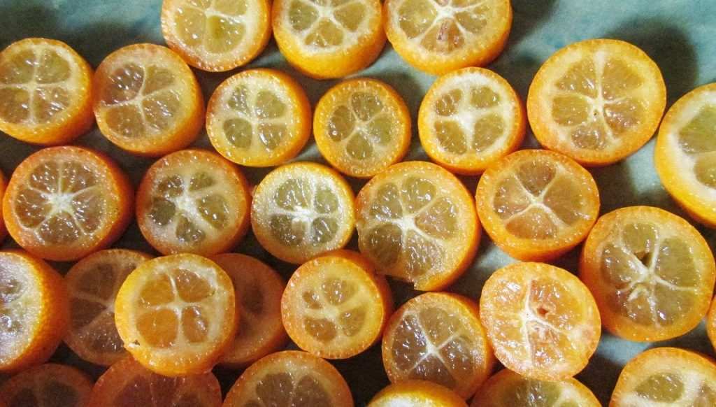 Kamkat meyveleri kumkuat meyveleri kumquat fruits