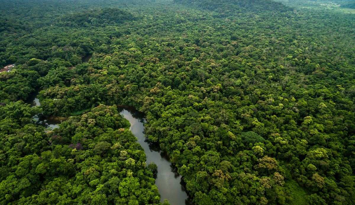 Orman Ekosistemi Ve Dünyanın En Büyük 6 Ormanı
