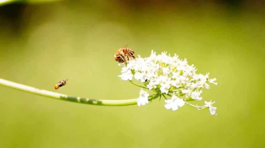 Bitkilerde Tozlaşma ve Arılar