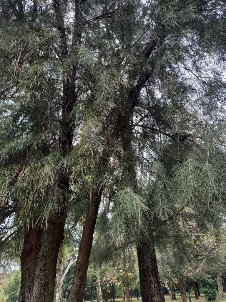 Casuarina equisetifolia (Demir Ağacı)